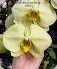 Phal. Star Green Beauty - mit Rispenansatz